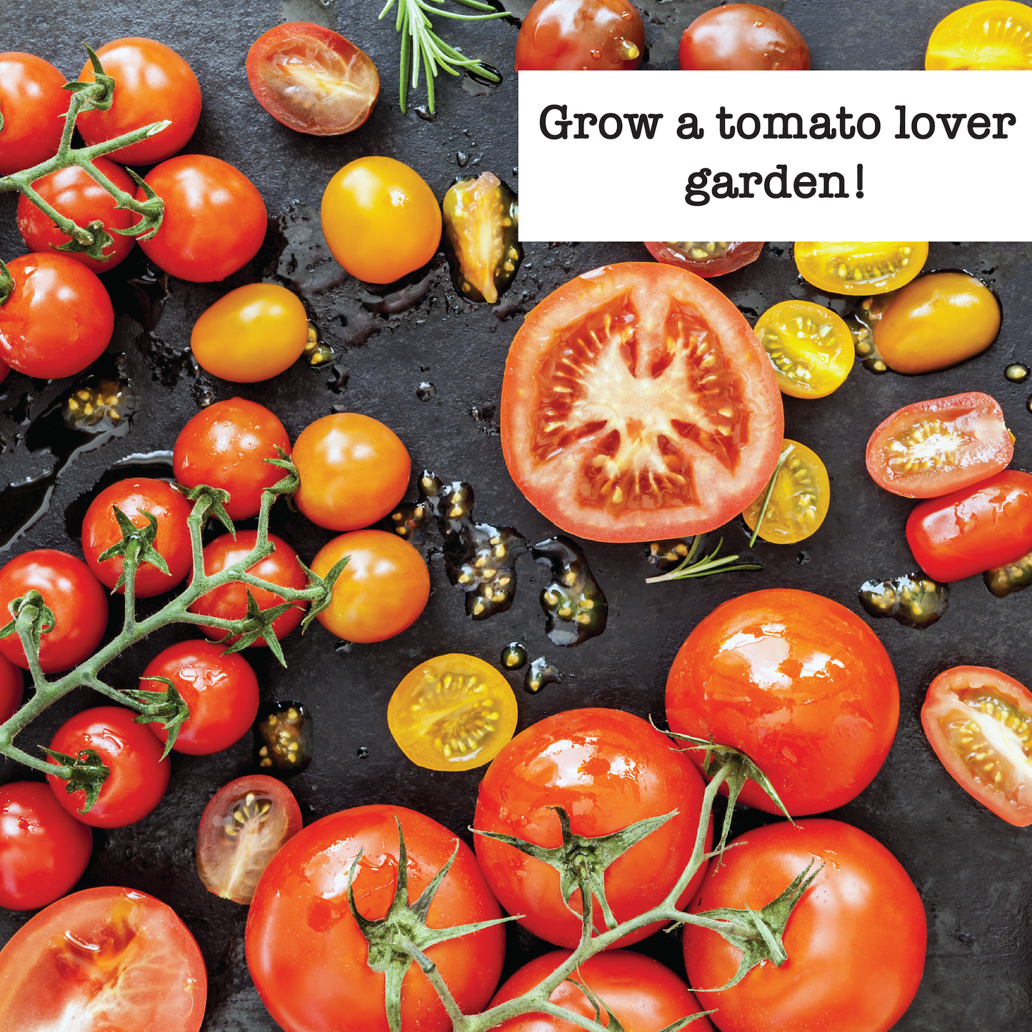 Tomato Lover Seed Variety Pack  - 10 Pack