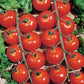 Tomato Sweetie