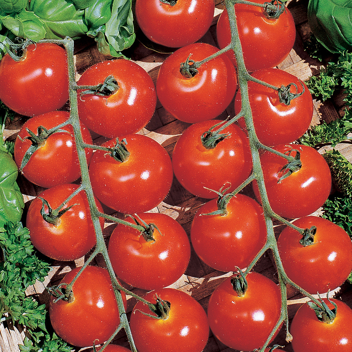 Tomato Sweetie