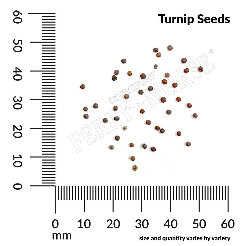 turnip seed planting rate Turnip Purple Top Organic Seeds 3.5g from Ferry-Morse Seeds