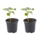 Cucumber Homemade Pickles Plantlings Live Baby Plants 4in. Pot, 2-Pack