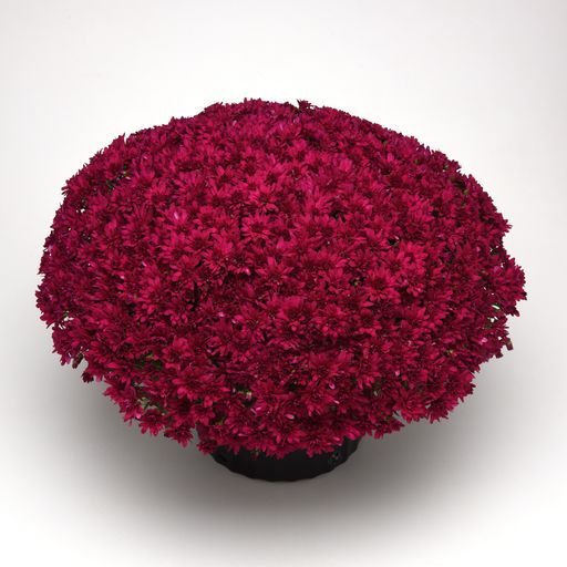 Mums Grapeberry Neon Purple Plantlings Plus Live Baby Plants 4in. Pot, 2-Pack