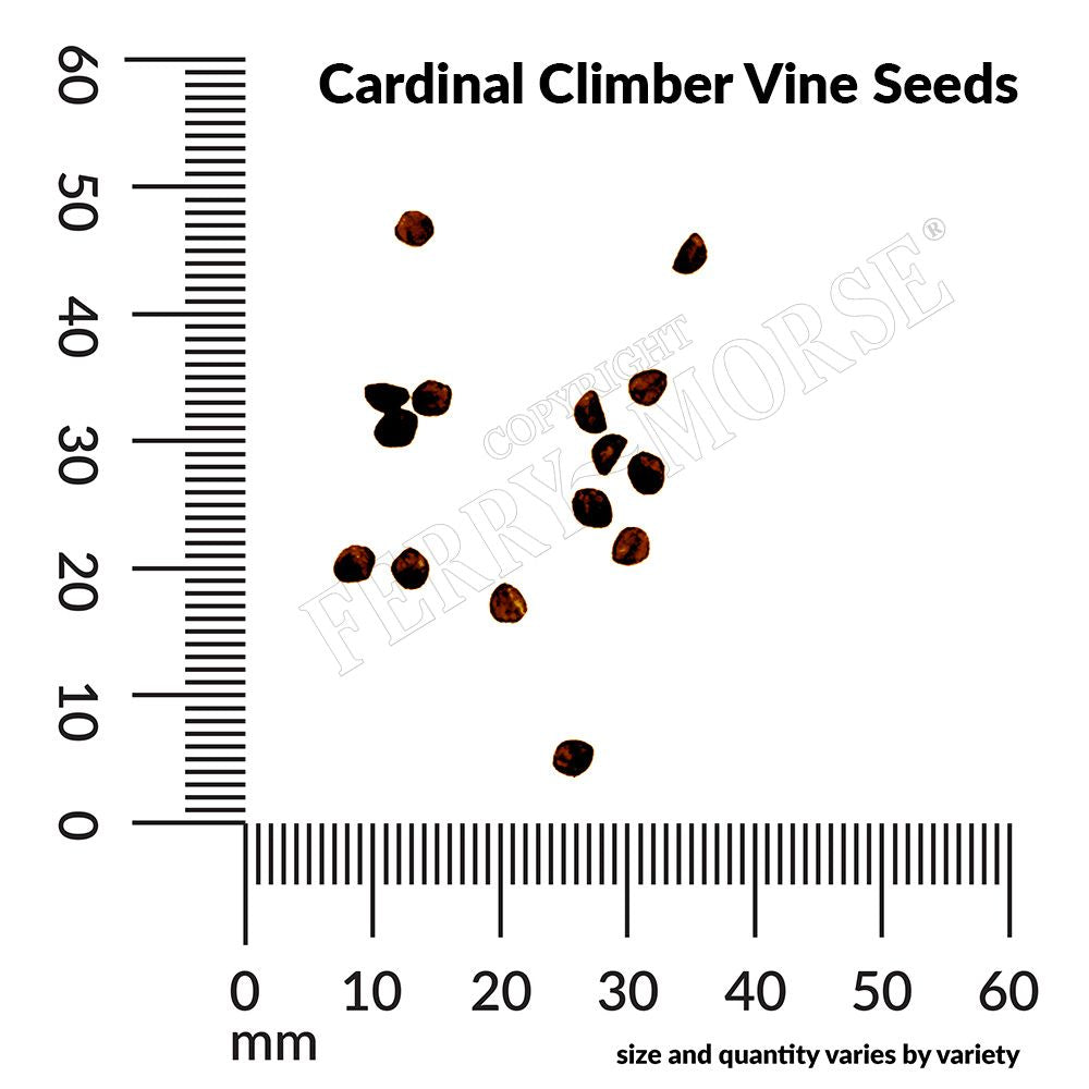 Cardinal Climber Vine Seeds