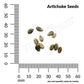 Artichoke, Green Globe Seeds Online Edition