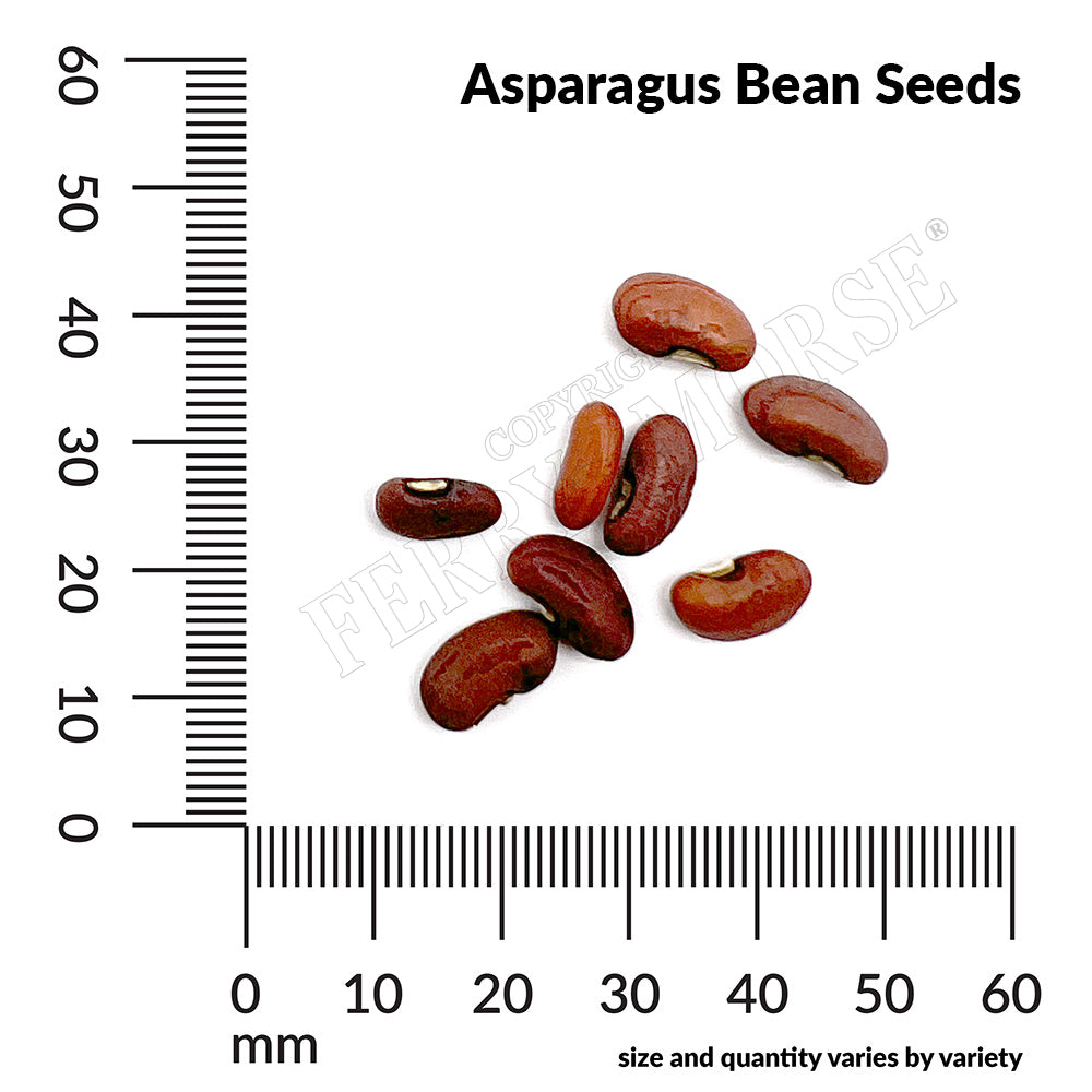 Asparagus Bean seed spill and measurement 