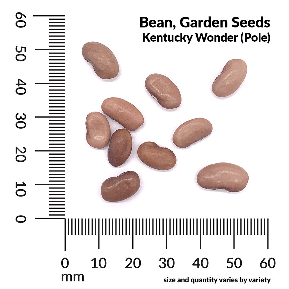 Bean, Kentucky Wonder Pole Organic Seeds