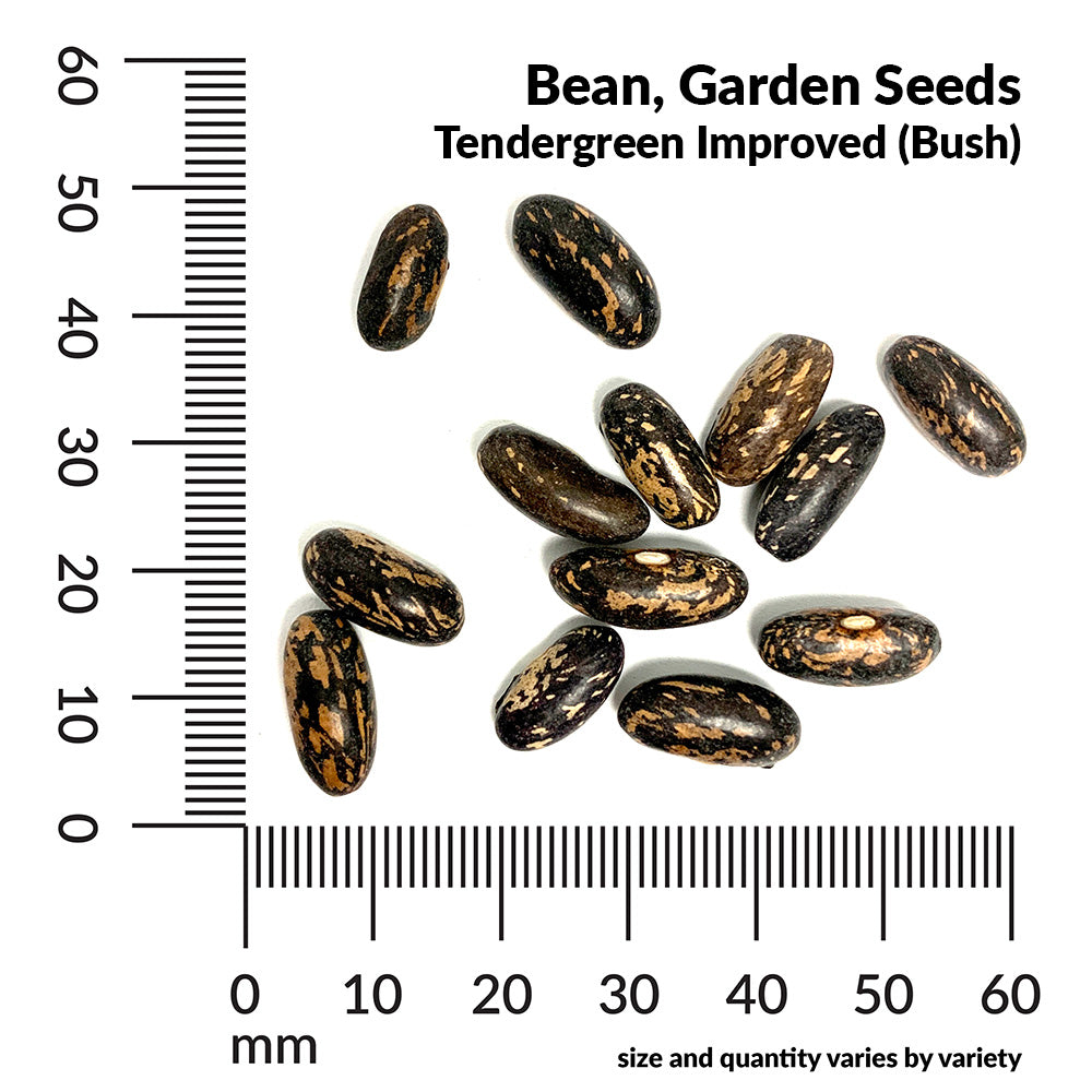 Bean, Tendergreen Improved Organic Seeds