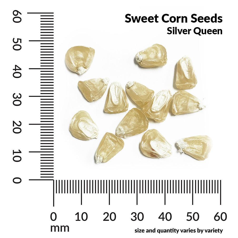 Sweet Corn, Silver Queen Hybrid Economy Seeds