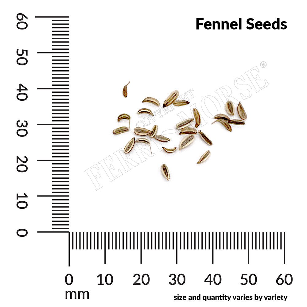 fennel flower seeds Ferry-Morse Organic Fennel Seeds 625 Milligram(s)