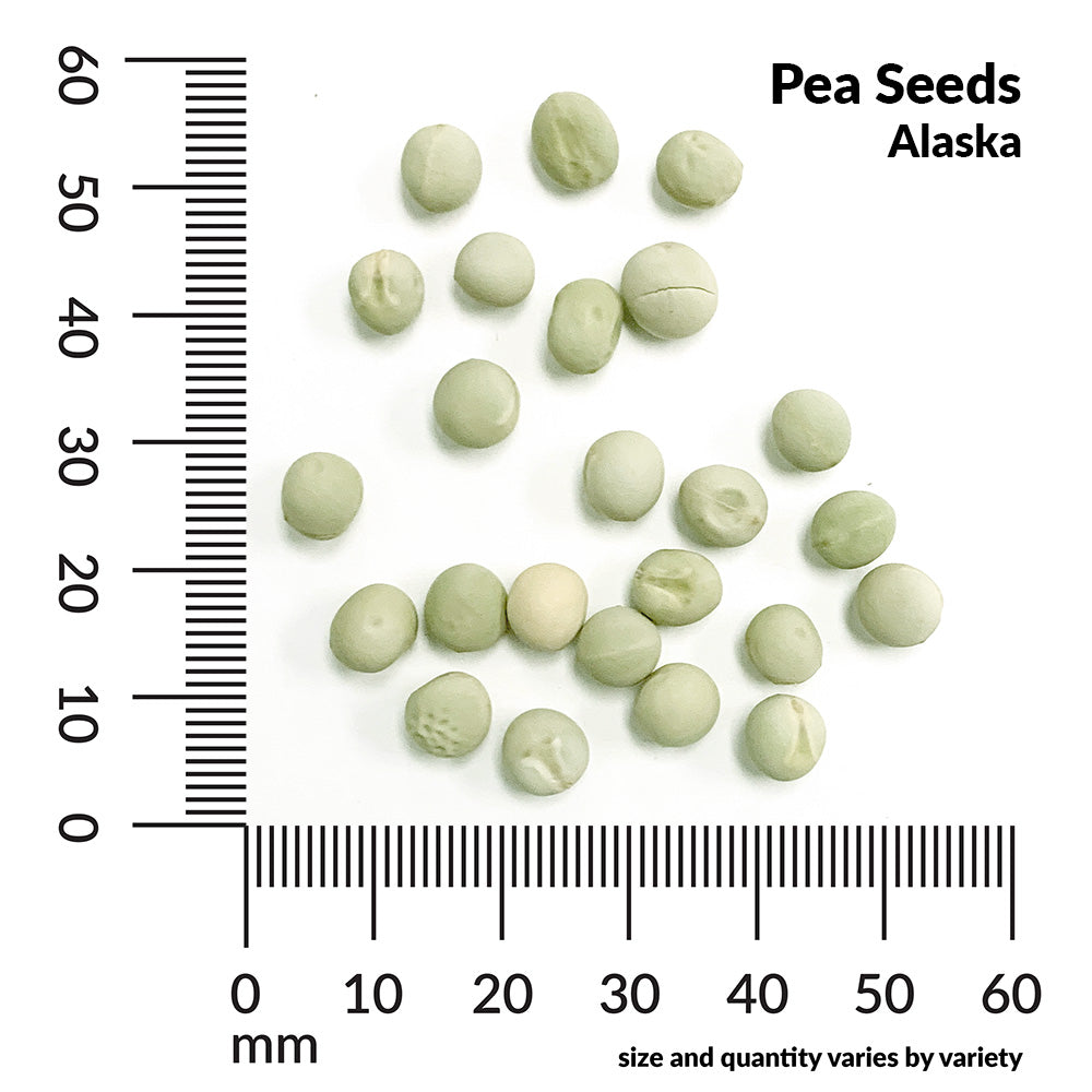 Pea, Alaska Organic Seeds