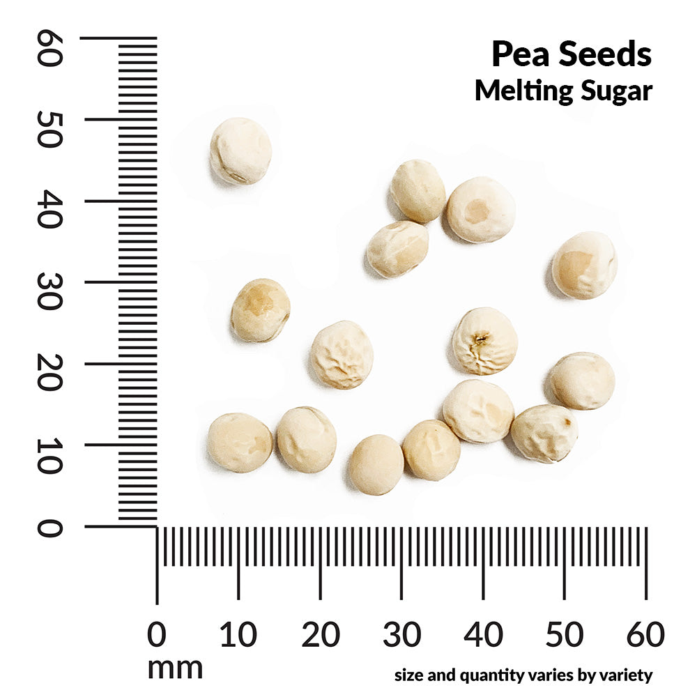 Pea, Mammoth Melting Sugar Pod Organic Seeds