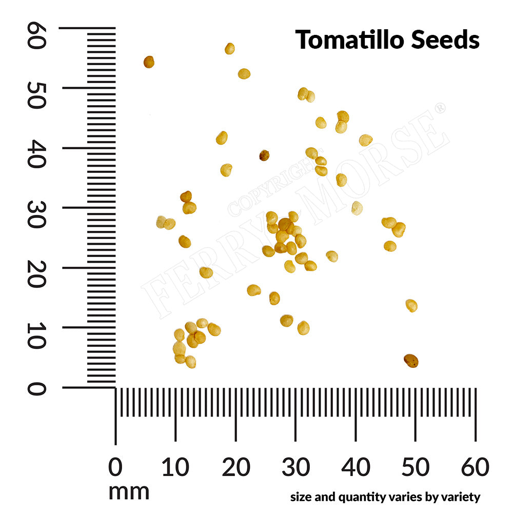 Tomatillo, Purple Organic Seeds