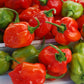 Pepper Red Habanero Plantlings Live Baby Plants  1-3in., 3-Pack