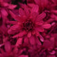Mums Grapeberry Neon Purple Plantlings Plus Live Baby Plants 4in. Pot, 2-Pack