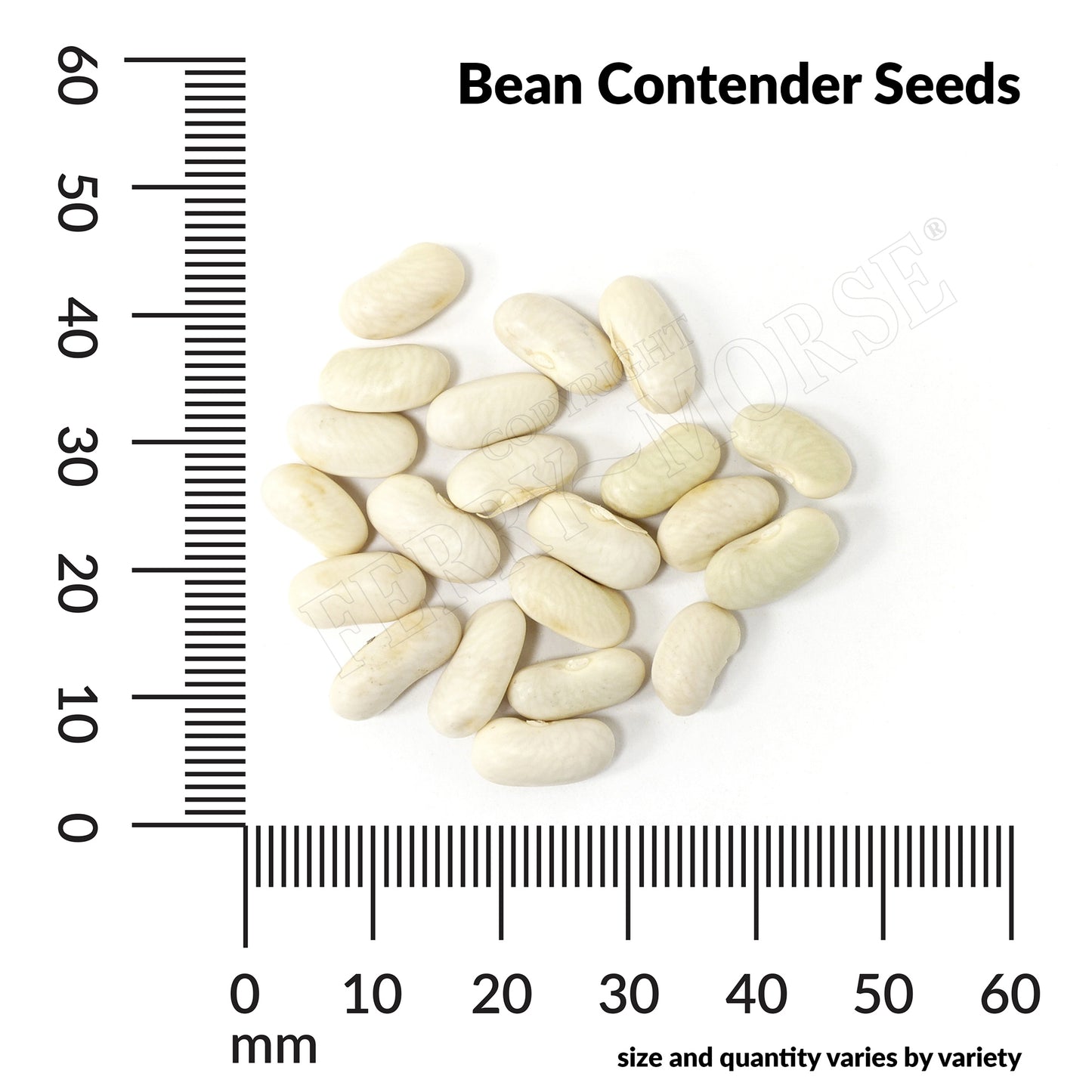 Bean, Contender Organic Seeds Online Edition