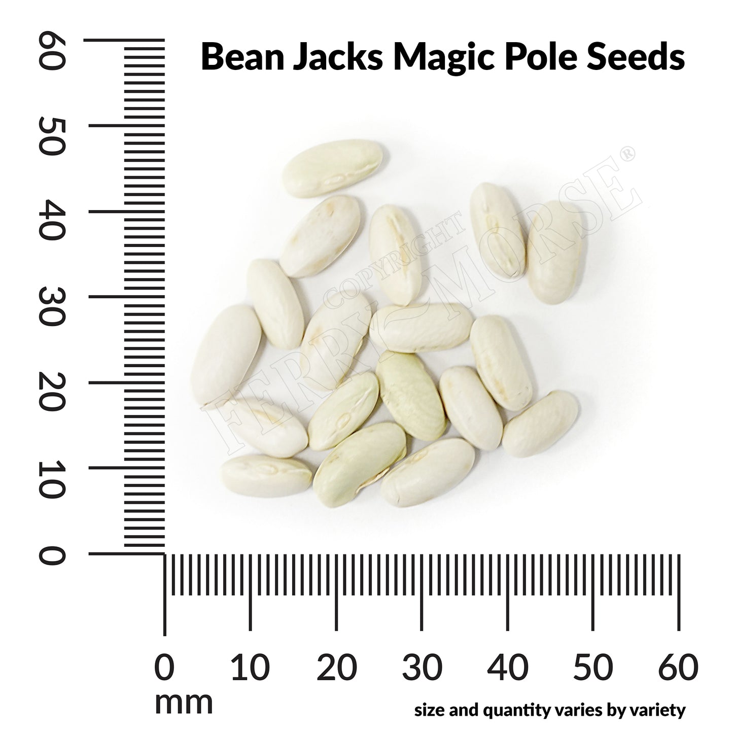 Bean, Jack’s Magic Pole Seeds