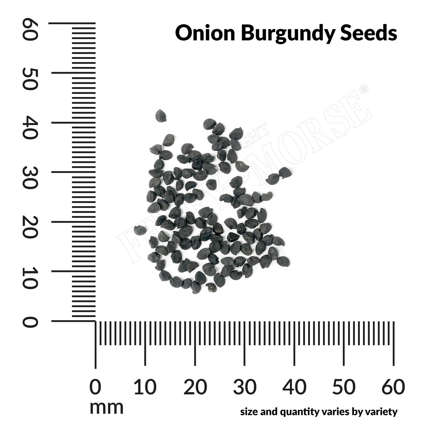 Onion, Red Burgundy Seeds Online Edition