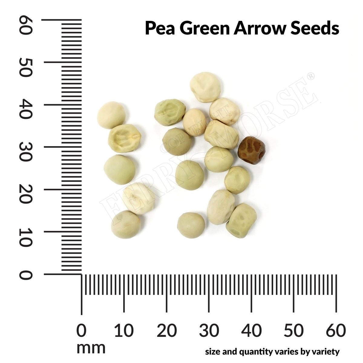 two pea plants one with round green seeds Pea, Green Arrow Organic Seeds, 14g