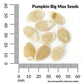 Pumpkin, Big Max Organic Seeds Online Edition