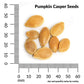 Pumpkin, Casper Organic Seeds Online Edition