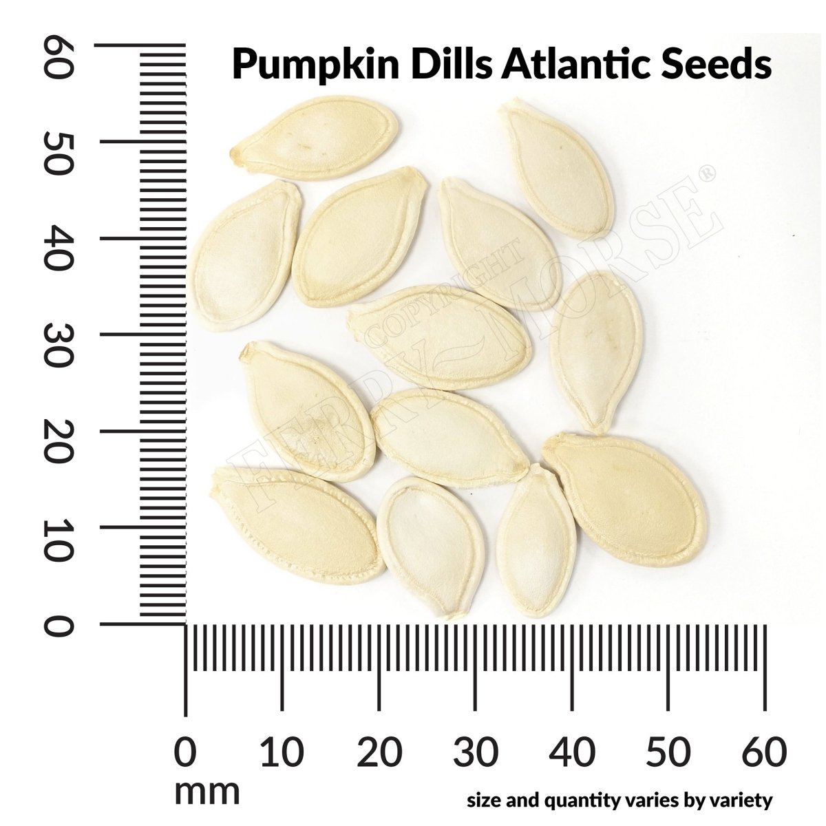 Pumpkin, Dills Atlantic Seeds | Giant Pumpkin | Vegetable Garden