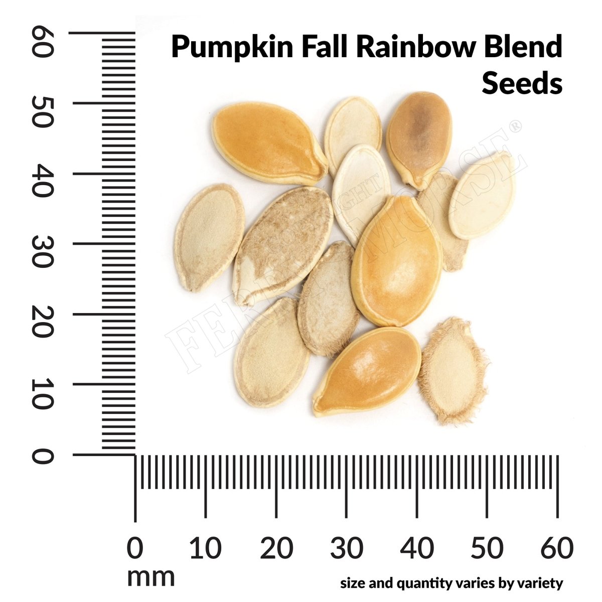 plant pumpkin seeds in fall Pumpkin, Fall Rainbow Blend Organic Seeds, 4.4g
