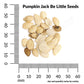 Pumpkin, Jack Be Little Seeds Online Edition
