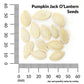 Pumpkin, Jack O'Lantern Organic Seeds Online Edition