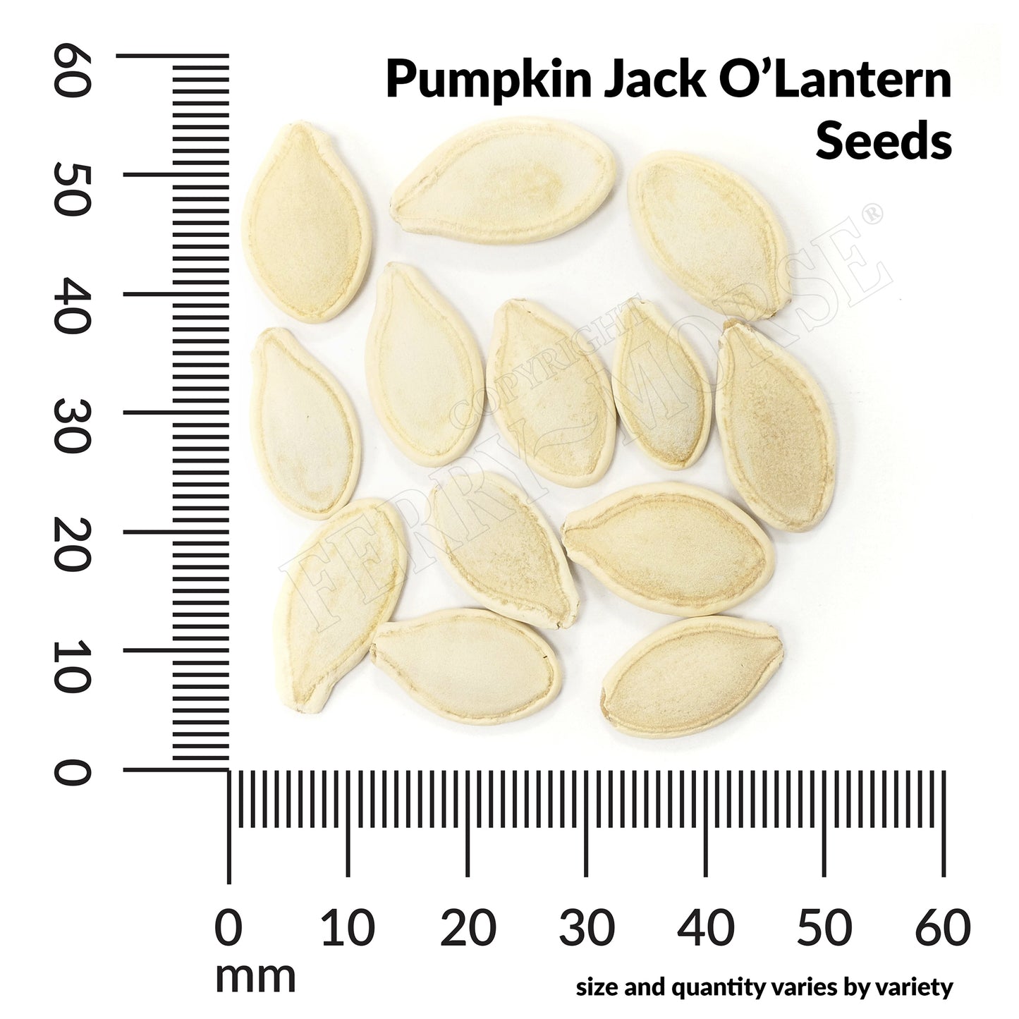 Pumpkin, Jack O'Lantern Organic Seeds