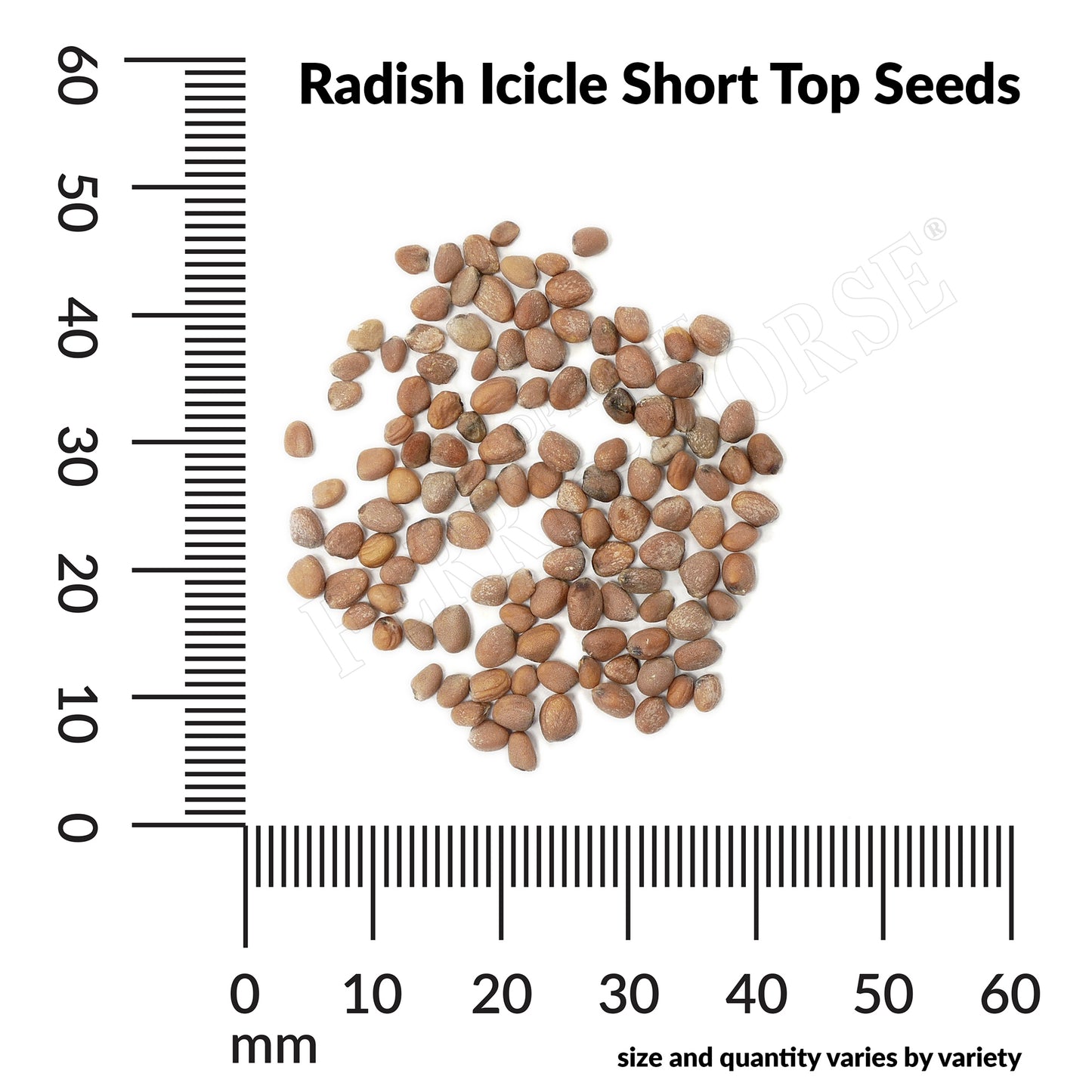 Radish, Icicle Short Top Organic Seeds