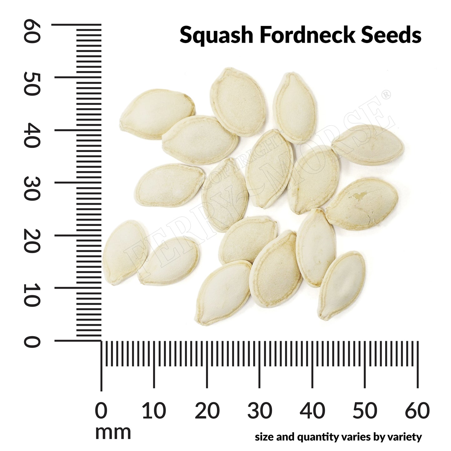 Squash, Fordhook Zucchini Organic Seeds