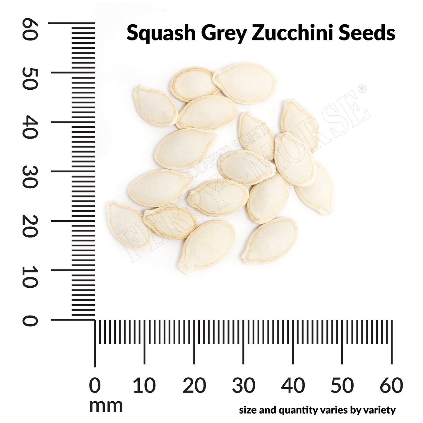 Squash, Grey Zucchini Organic Seeds