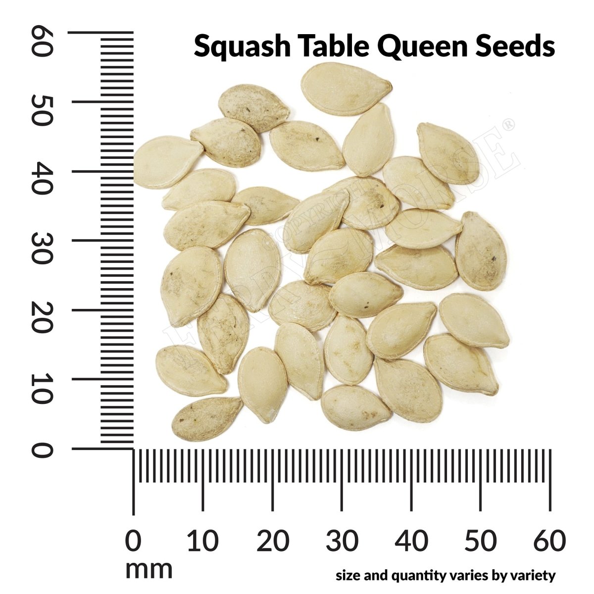 Ferry-Morse Table Queen Acorn Squash Seeds