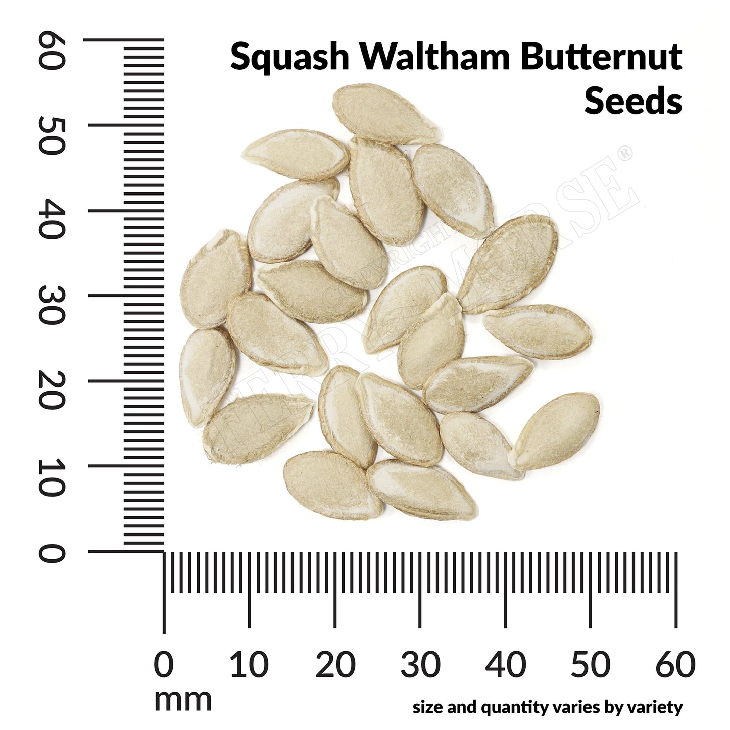 Squash, Waltham Butternut Organic Seeds