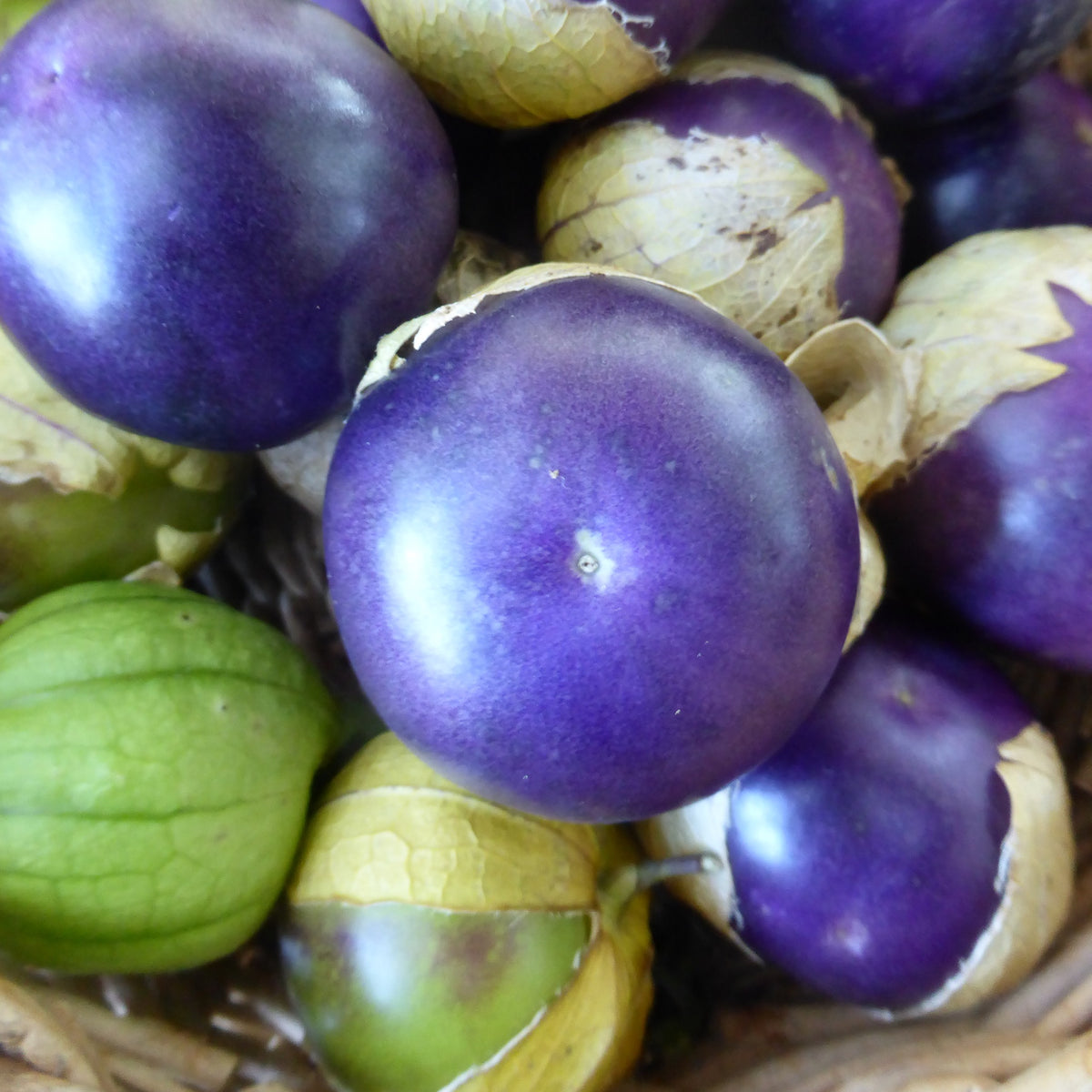 Tomatillo, Purple grown out