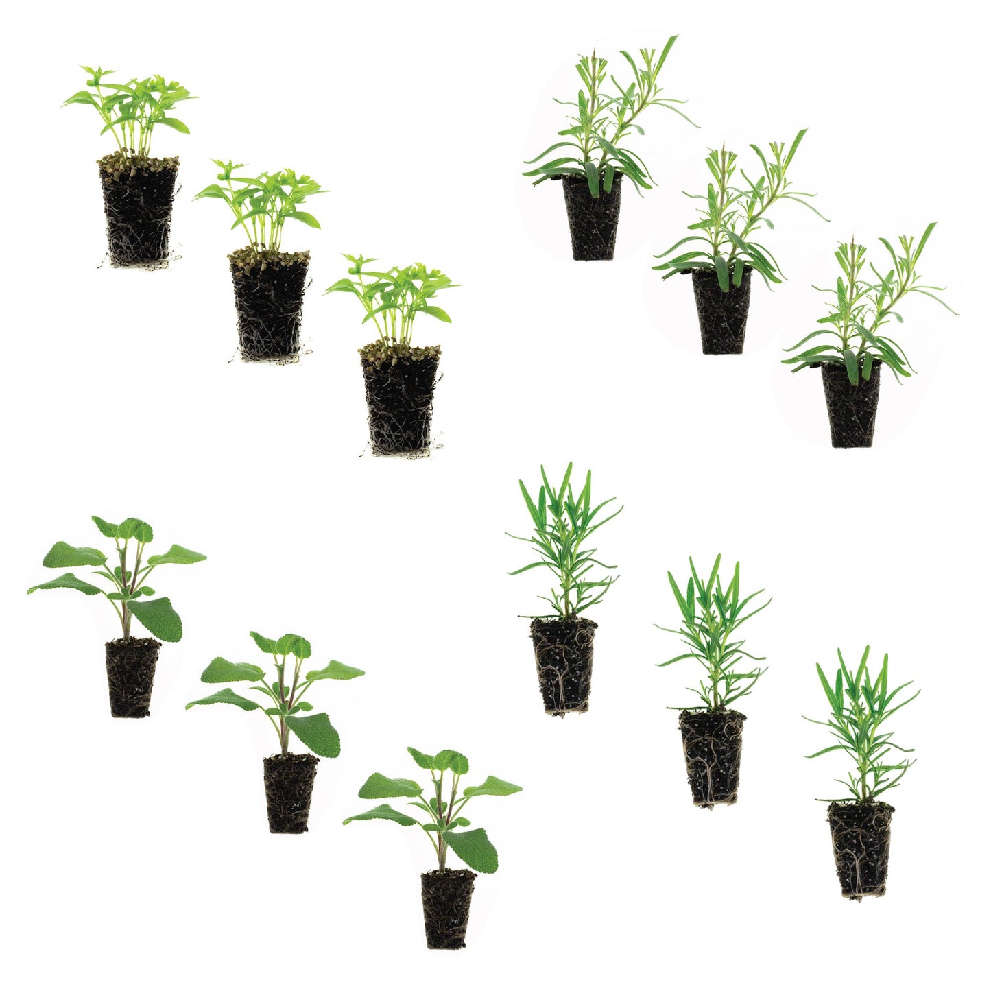 Aromatherapy Herbs Plantlings Kit Live Baby Plants 1-3in., 12-Pack