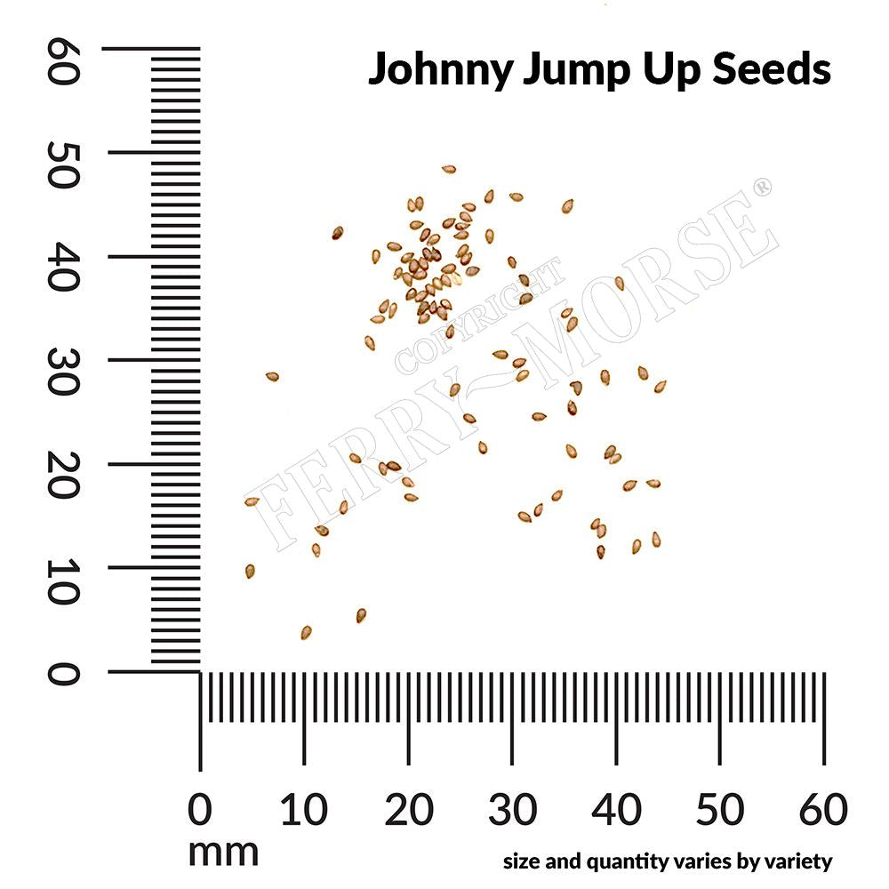 Johnny Jump Up, Helen Mount Seeds