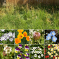 Flowering Grass Alternative Mix Bulk Wildflower Seeds, 1lb