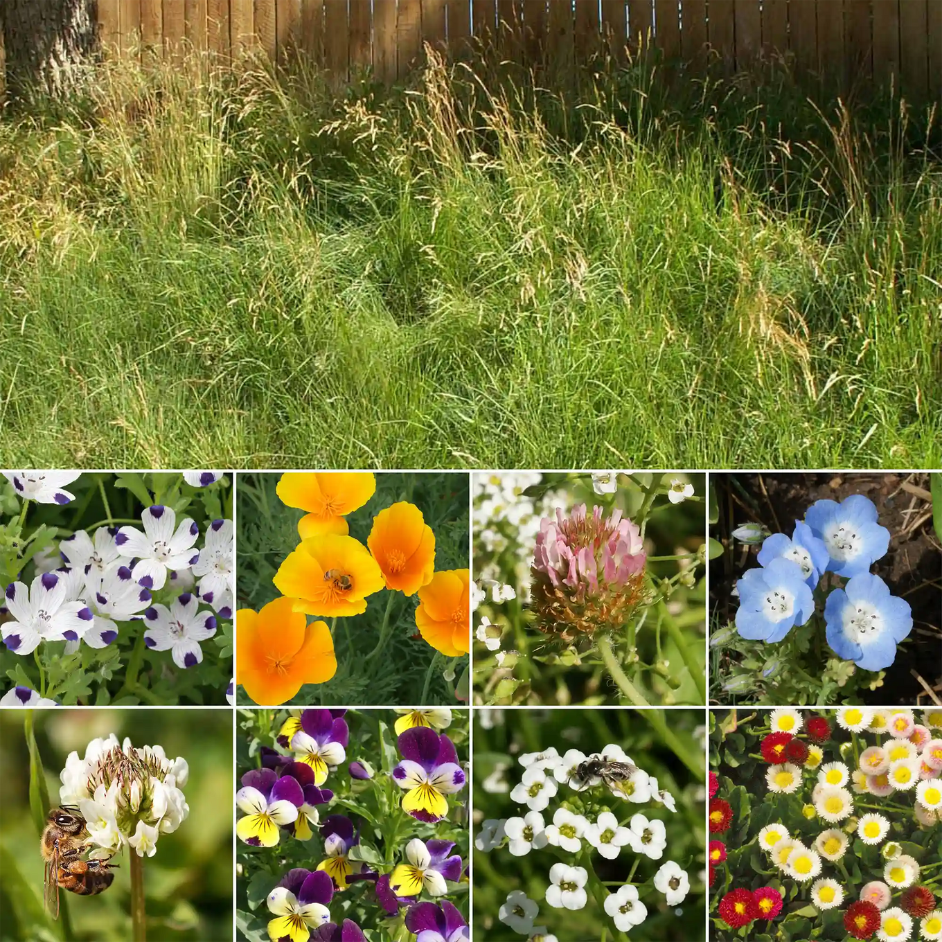 grass and wildflower seed mix Flowering Grass Alternative Mix Bulk Wildflower Seeds, 1lb