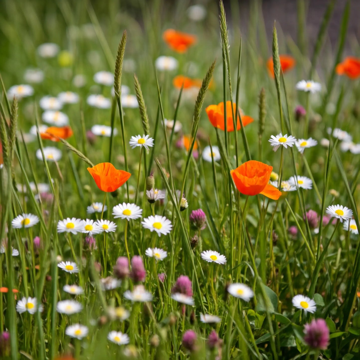 Flowering Grass Alternative Mix Bulk Wildflower Seeds, 1lb
