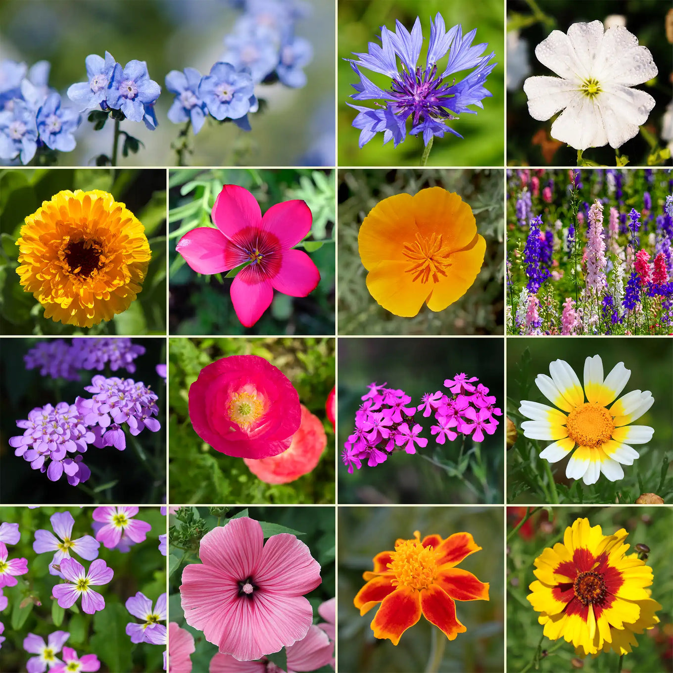 flower and garden seeds Ferry-Morse 1 lb. Annual Mix Bulk Flower Seeds