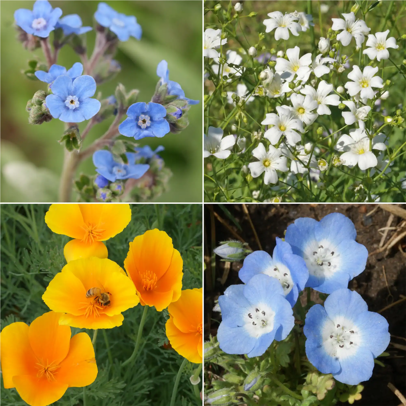 wildflower seeds full sun All Purpose Sun-Shade Mix Bulk Wildflower Seeds, 1lb