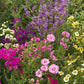 Bumblebee Buffet Mix Bulk Flower Seeds, 1lb