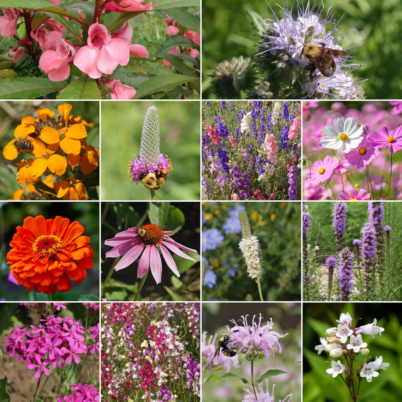 aldi flower seed mix Ferry-Morse Bumblebee Buffet Mix Bulk Flower Seeds, 1lb