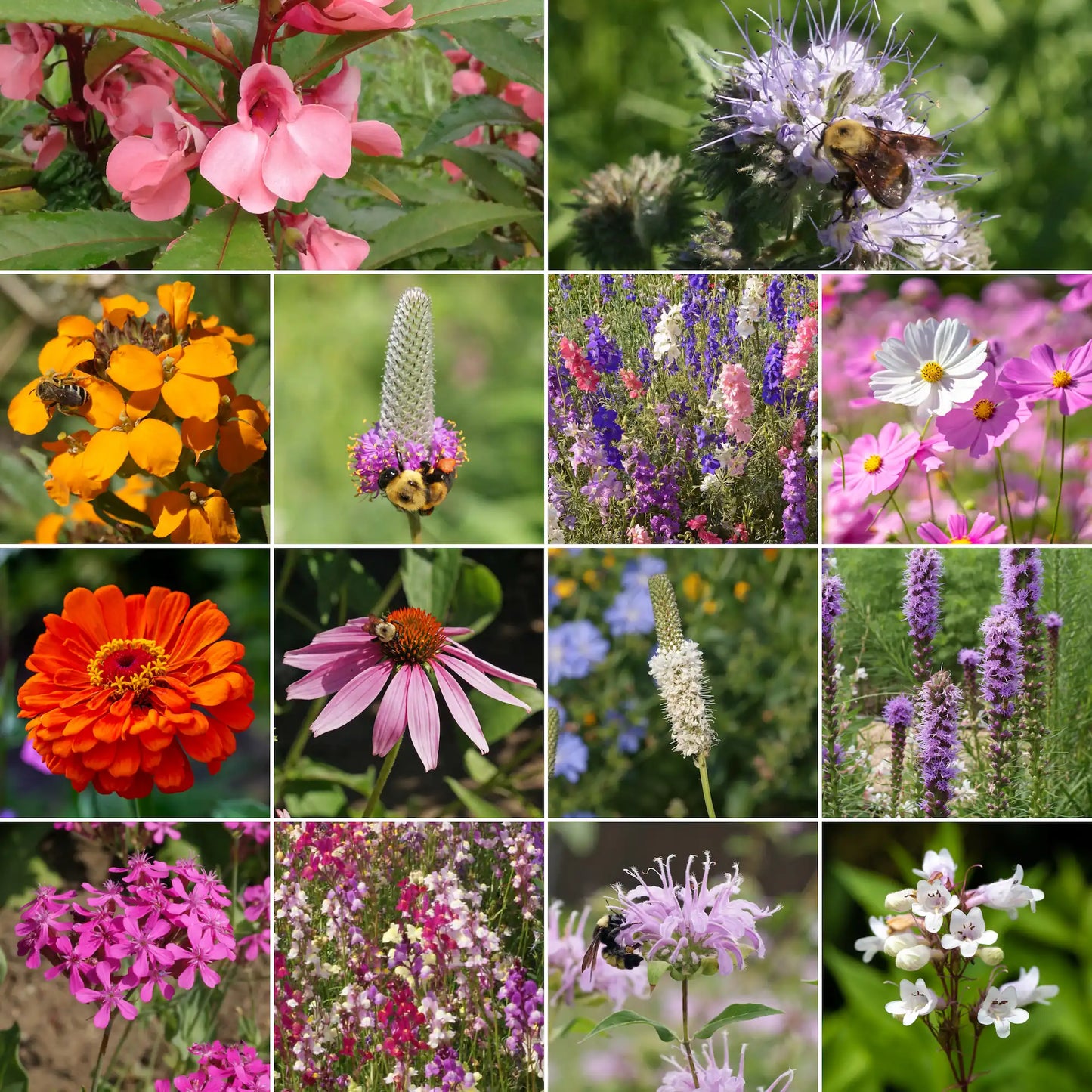 Bumblebee Buffet Mix Bulk Flower Seeds, 1lb