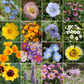 Bee Feed Mix Bulk Wildflower Seeds, 1lb
