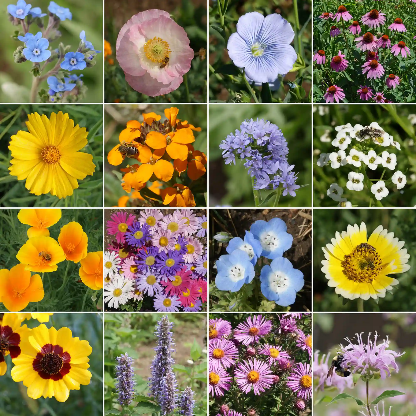 bee garden seed mix Bee Feed Mix Bulk Wildflower Seeds, 1lb
