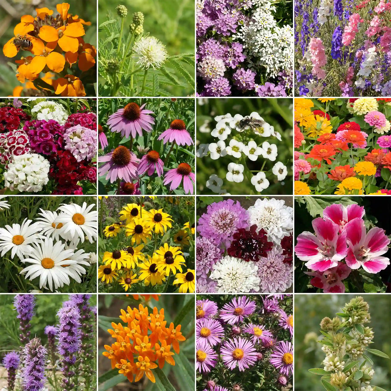 butterfly garden seeds bulk Butterfly Mix Bulk Wildflower Seeds, 1lb