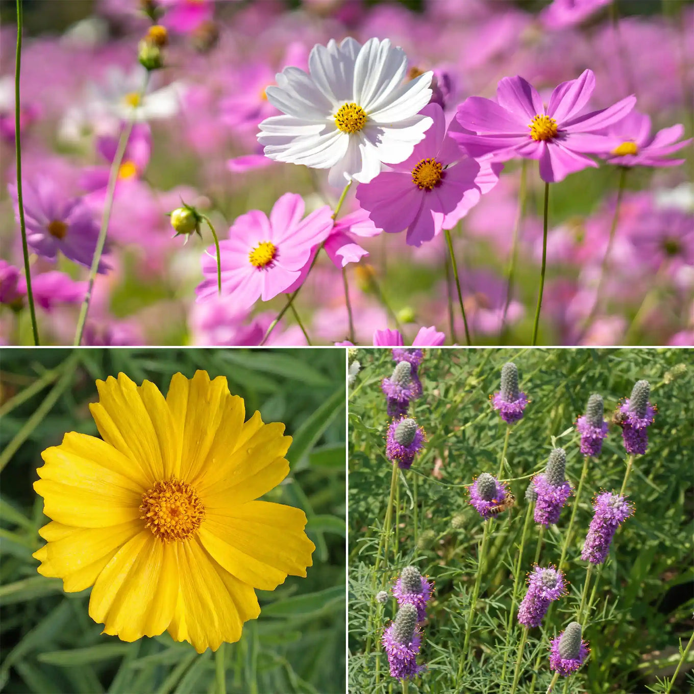 butterfly garden seeds bulk Ferry-Morse Butterfly Mix Bulk Wildflower Seeds, 1lb