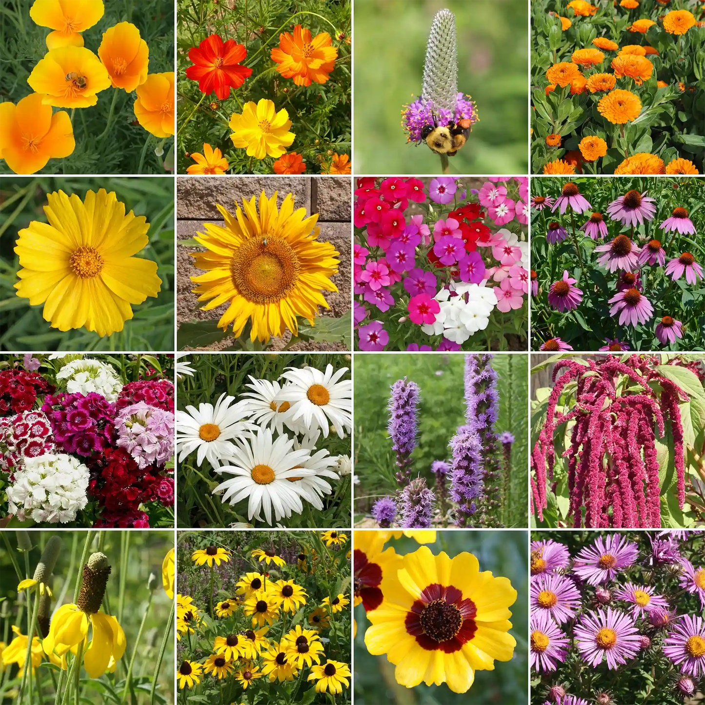 Bird Lover’s Mix Bulk Wildflower Seeds, 1lb